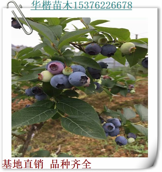 迪克西蓝莓苗栽植、新闻介绍