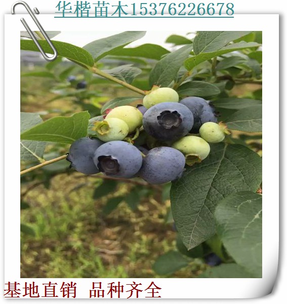 都克蓝莓苗品种纯吗、果实着色