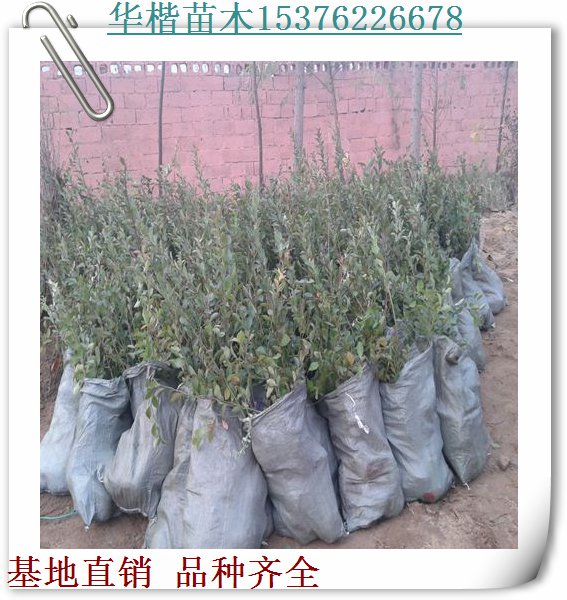 珠寶藍莓苗經(jīng)營部、種植技術