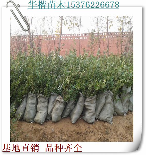 綠寶石藍(lán)莓苗品種介紹/介紹提芙蘭藍(lán)莓苗