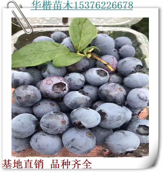 沃農(nóng)藍(lán)莓苗品種如何、5年藍(lán)莓樹苗