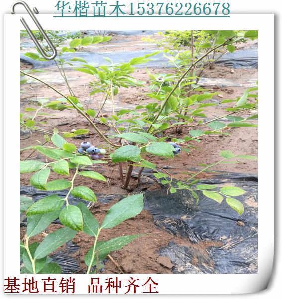 沃農(nóng)藍(lán)莓苗品種如何、5年藍(lán)莓樹苗