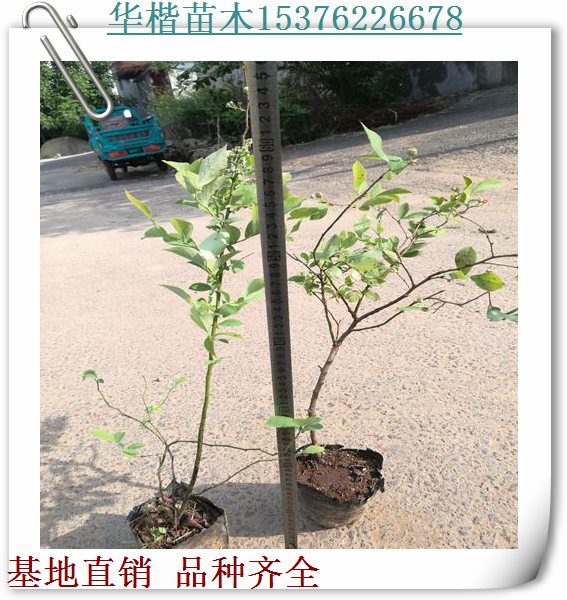 萊克西藍(lán)莓苗哪家好、大棚藍(lán)莓苗