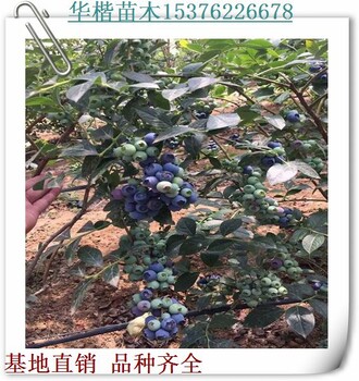 齊佩瓦藍(lán)莓苗點(diǎn)擊查看/好不好兔眼藍(lán)莓苗