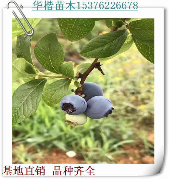 薄霧藍(lán)莓苗果實(shí)著色、市場價(jià)藍(lán)鳥藍(lán)莓苗