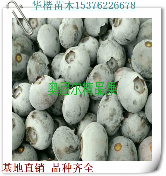 大粒星藍(lán)莓苗今年行情、供應(yīng)商賽提拉藍(lán)莓苗