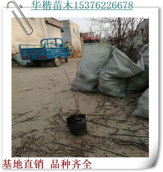 藍(lán)豐藍(lán)莓苗授粉好/成活率高薄霧藍(lán)莓苗