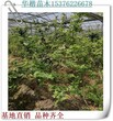 北卫蓝莓苗几年结果、咨询热线2年蓝莓树苗图片