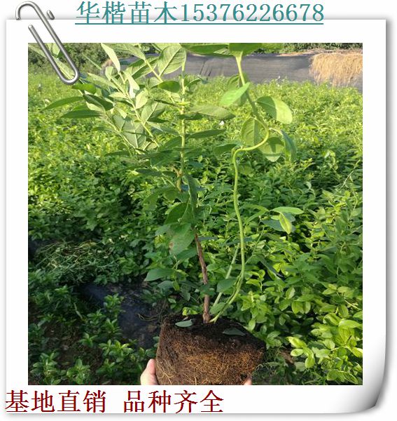 萊克西藍(lán)莓苗哪家好、大棚藍(lán)莓苗