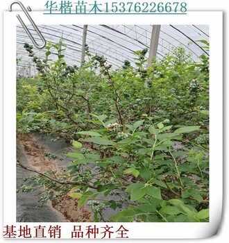 布来特兰蓝莓苗产地、北村蓝莓苗