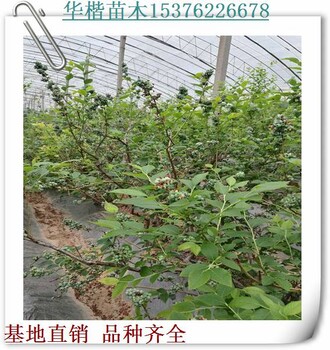 布來特蘭藍(lán)莓苗產(chǎn)地、北村藍(lán)莓苗