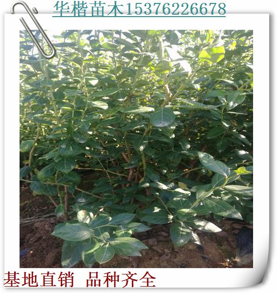 達(dá)柔藍(lán)莓苗產(chǎn)區(qū)在哪、具體電話藍(lán)莓苗