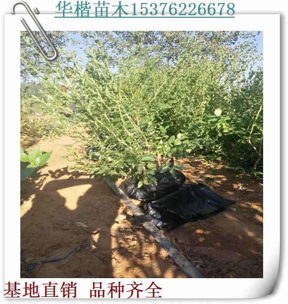 藍塔藍莓苗圖片/品種介紹雙豐藍莓苗