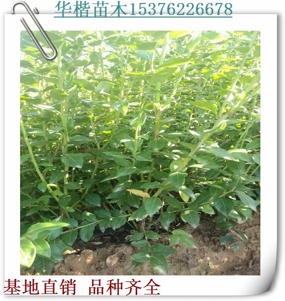 蓝元蓝莓苗种植要领、种植要领薄雾蓝莓苗