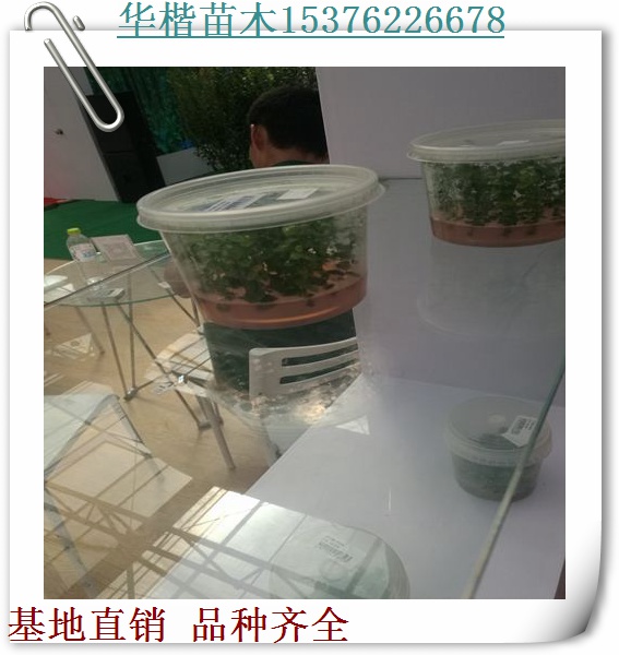 1年藍(lán)莓苗地址經(jīng)銷商、怎么買