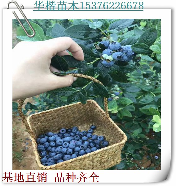 杰兔藍(lán)莓苗品種簡(jiǎn)介