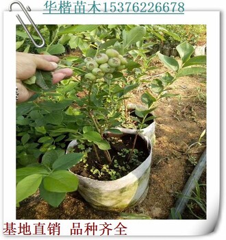 蓝塔蓝莓苗应用管理、喜来蓝莓苗