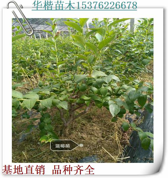 北藍(lán)藍(lán)莓苗基地價、優(yōu)良新品種