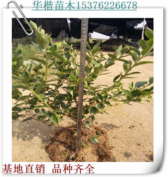 都克藍莓苗品種純嗎、果實著色