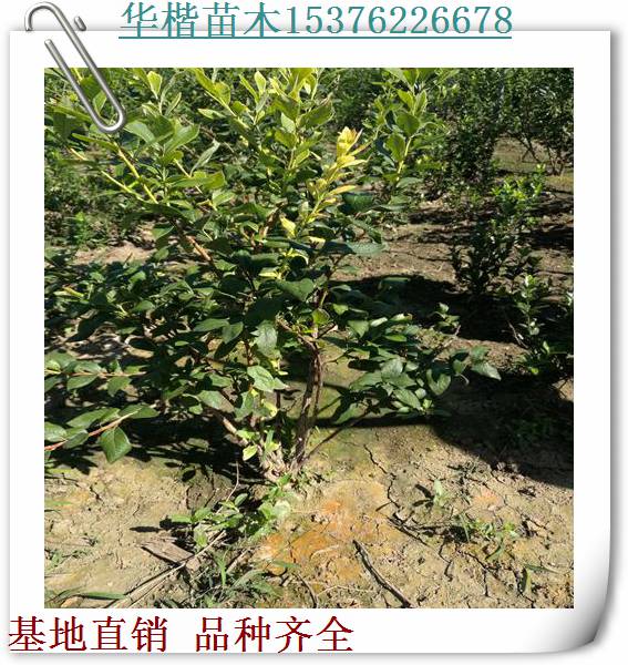 達(dá)柔藍(lán)莓苗效果怎么樣、介紹早藍(lán)藍(lán)莓苗