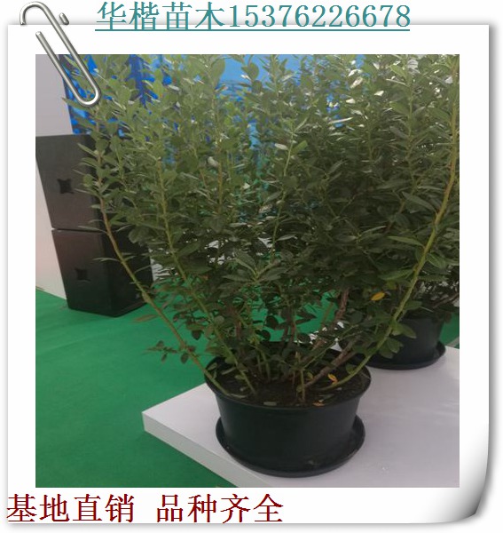 綠寶石藍(lán)莓苗品種介紹/介紹提芙蘭藍(lán)莓苗