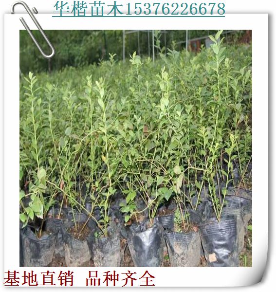 萊克西藍莓苗種植技術/栽植技術矮叢藍莓苗