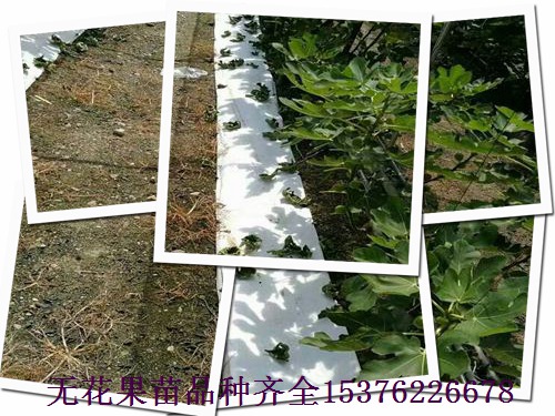 永安无花果小苗，黑山口无花果苗技术