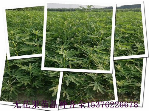 呼和浩特白蜜無(wú)花果苗，紫蕾無(wú)花果苗哪里有苗