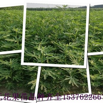 建德哈代無花果苗，黎巴嫩紅無花果苗免費咨詢