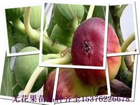 潍坊哈代无花果苗，布兰瑞克无花果苗生长特性图片5