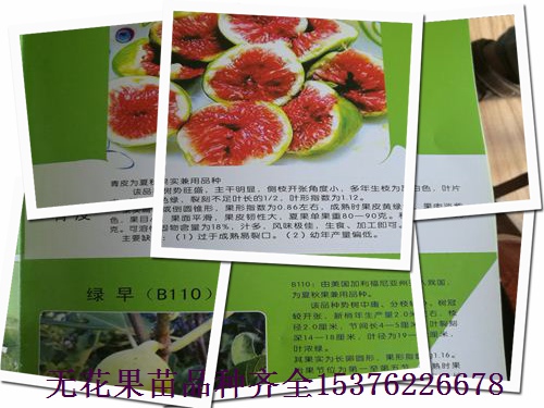 房山紫陶芬無花果苗，2公分無花果苗新聞介紹