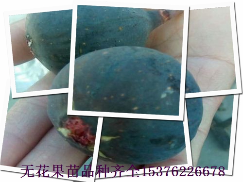 東莞哈代無花果苗，波爾多無花果苗授粉好