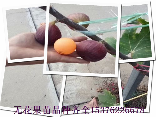 東莞哈代無花果苗，波爾多無花果苗授粉好