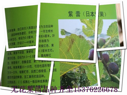 麗莎無花果苗技術(shù)