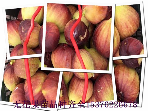 麗莎無花果苗技術(shù)