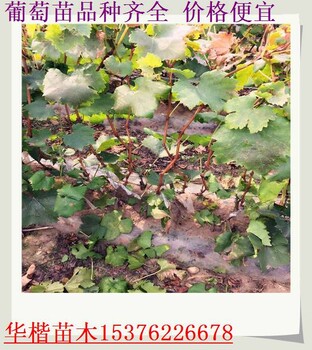 克倫生葡萄苗畝產(chǎn)量多少