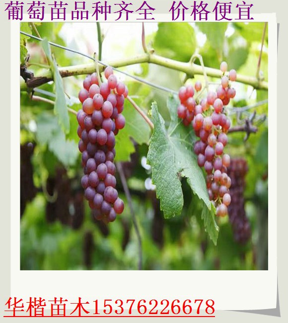 棗強(qiáng)黑玫瑰葡萄苗品種介紹全