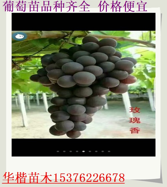 陽光玫瑰葡萄苗哪里買