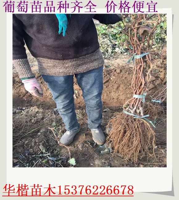 晨香葡萄苗便宜的基地