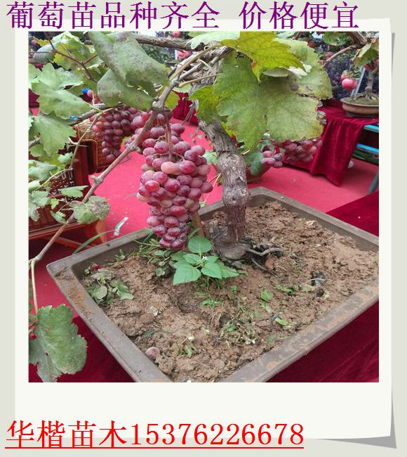 新聞：陽(yáng)光玫瑰葡萄苗出售價(jià)