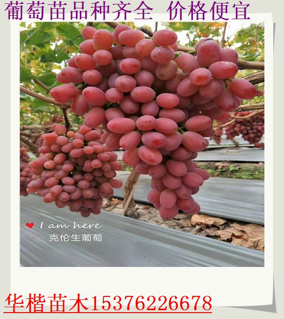 西青藍(lán)寶石葡萄苗產(chǎn)量怎樣
