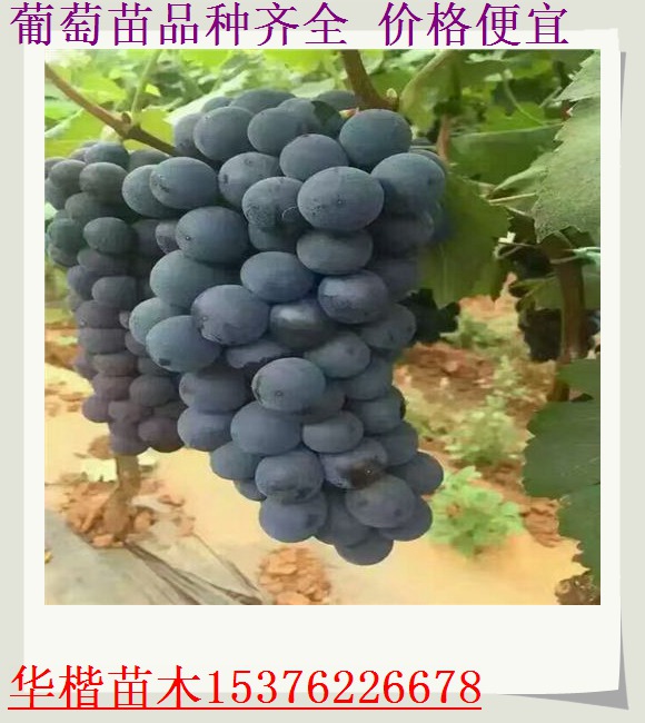 克倫生葡萄苗畝產(chǎn)量多少