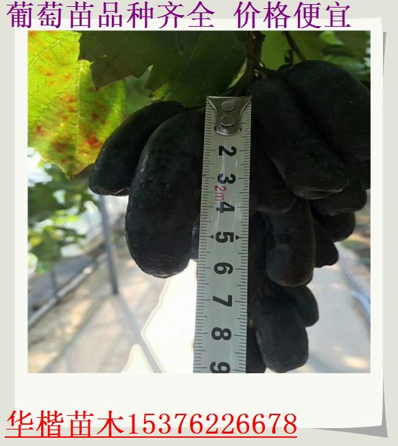 張家口嫁接葡萄苗移栽技術(shù)