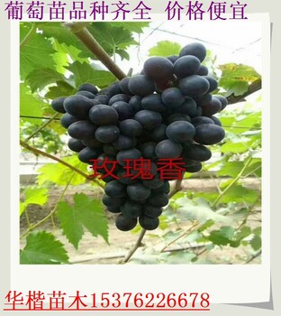 宿州美洲星葡萄苗價格查詢