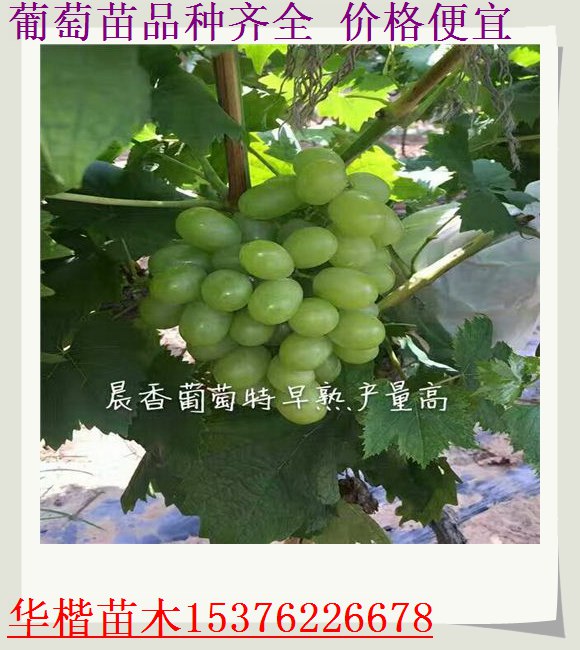 市場資訊：{奧迪亞葡萄苗}優(yōu)惠/哪里買