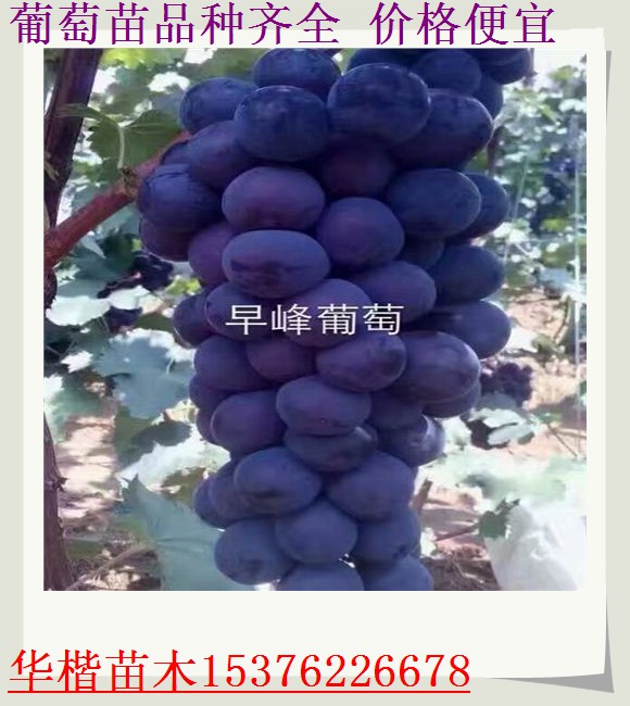 辽阳黑香蕉葡萄苗产量怎样