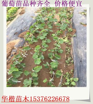 張家口嫁接葡萄苗移栽技術(shù)