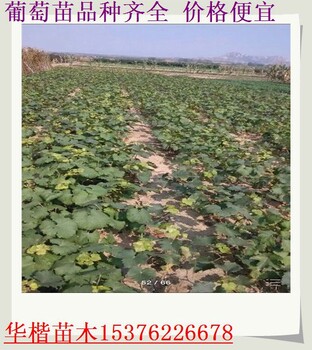 瀘州紅提葡萄苗栽植方法