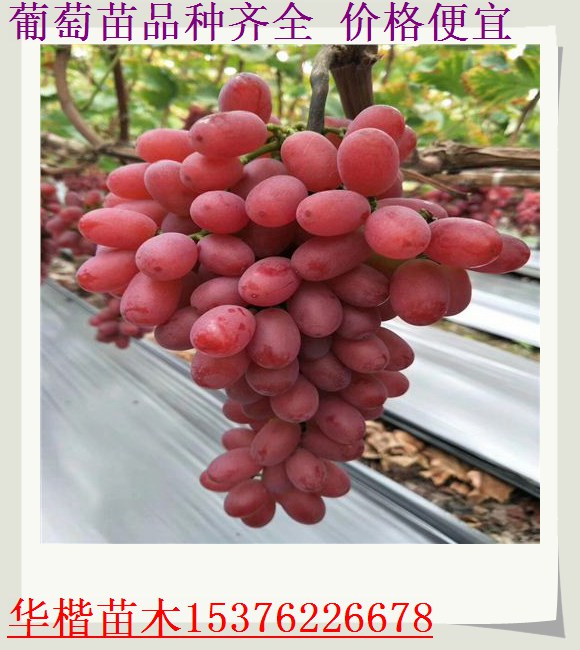 馬奶葡萄苗阿克蘇品種簡介