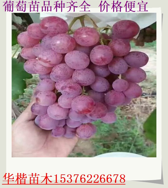 早紫葡萄苗宜賓品種好吃